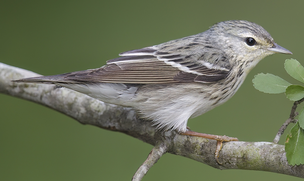 blackpoll warbler (Setophaga striata) [female]