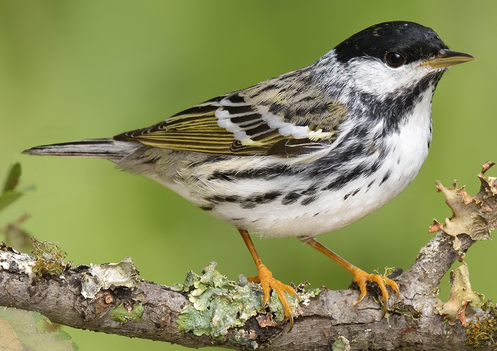 blackpoll warbler (Setophaga striata) [male]