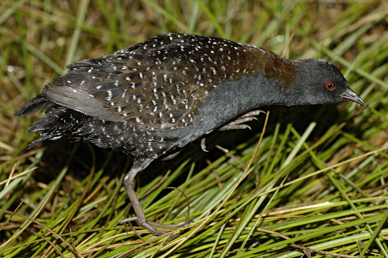 black rail (Laterallus jamaicensis)