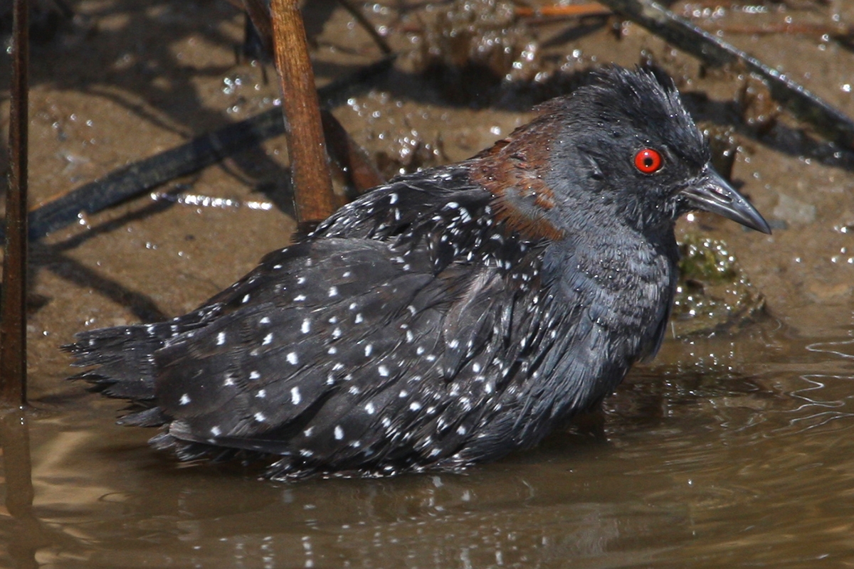 Black Rail Anahuac National Wildlife Refuge