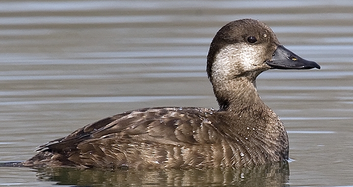 black scoter (Melanitta americana) [female] Photo © Rob Curtis, The Early Birder