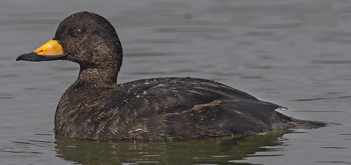 black scoter (Melanitta americana) [male] Photo © Rob Curtis, The Early Birder