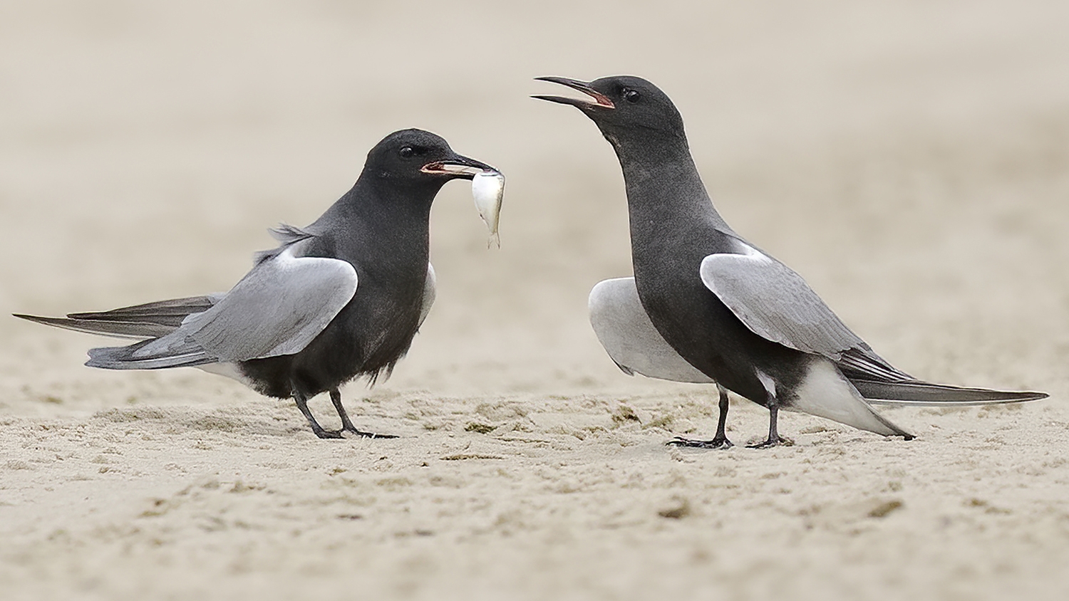 black tern (Chlidonias niger) [state endangered] Photo © Brian Tang