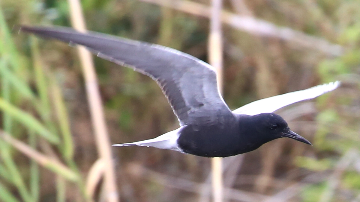 Black Tern