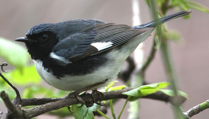 black-throated blue warbler (Setophaga caerulescens) Photo © Brian Tang