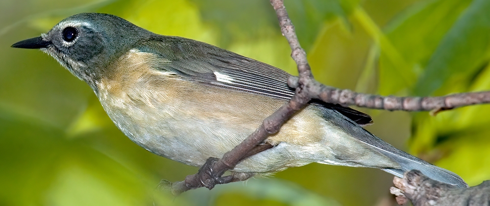 black-throated blue warbler (Setophaga caerulescens) [female]