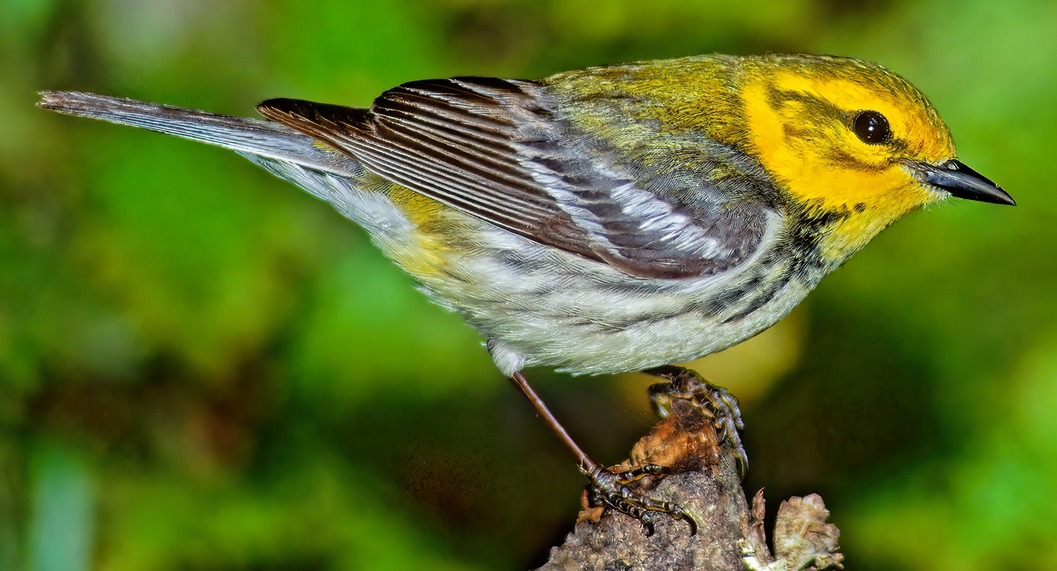 Setophaga virens  BLACK-THROATED GREEN WARBLER