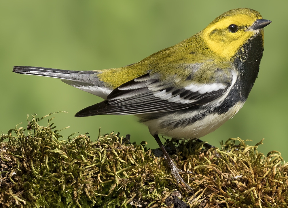 black-throated green warbler (Setophaga virens) [male]