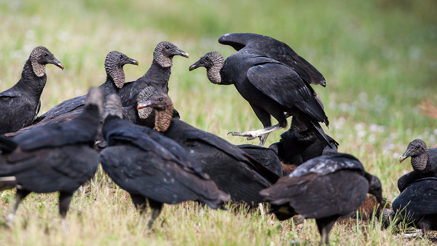 black vulture (Coragyps atratus) Photo © Mary Kay Rubey