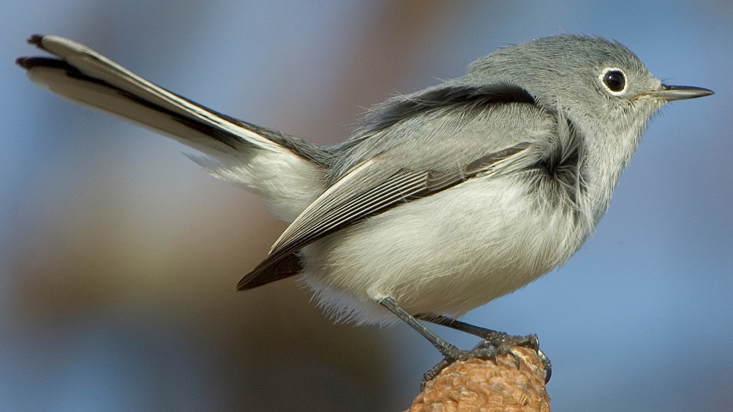 blue-gray gnatcatcher (Polioptila caerulea) Photo © Mary Kay Rubey