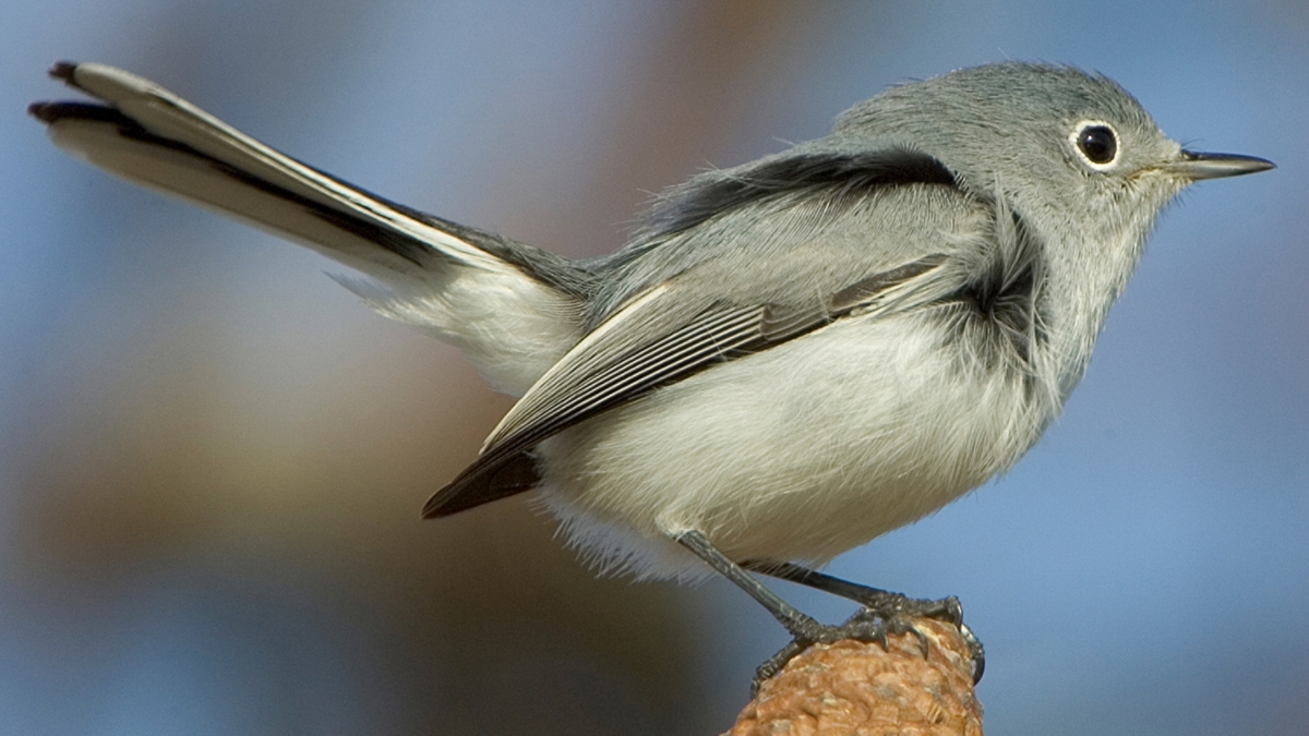 Blue-gray Gnatcatcher - Polioptila caerulea - Birds of the World