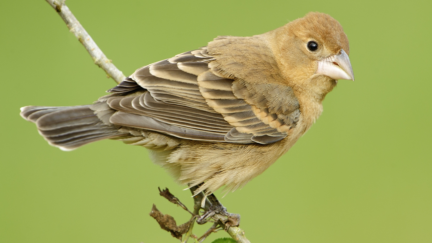 blue grosbeak female