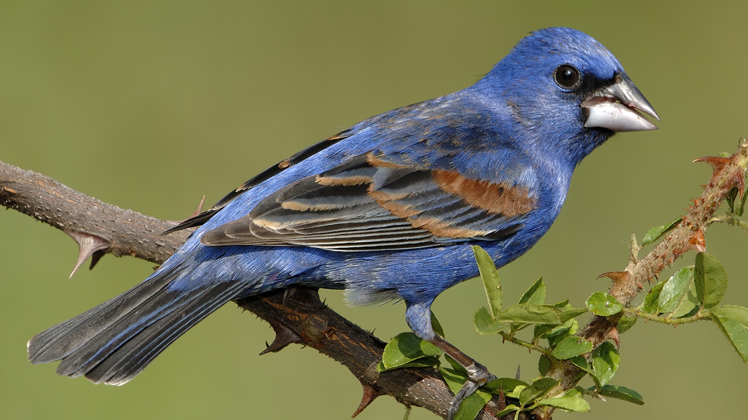 blue grosbeak male