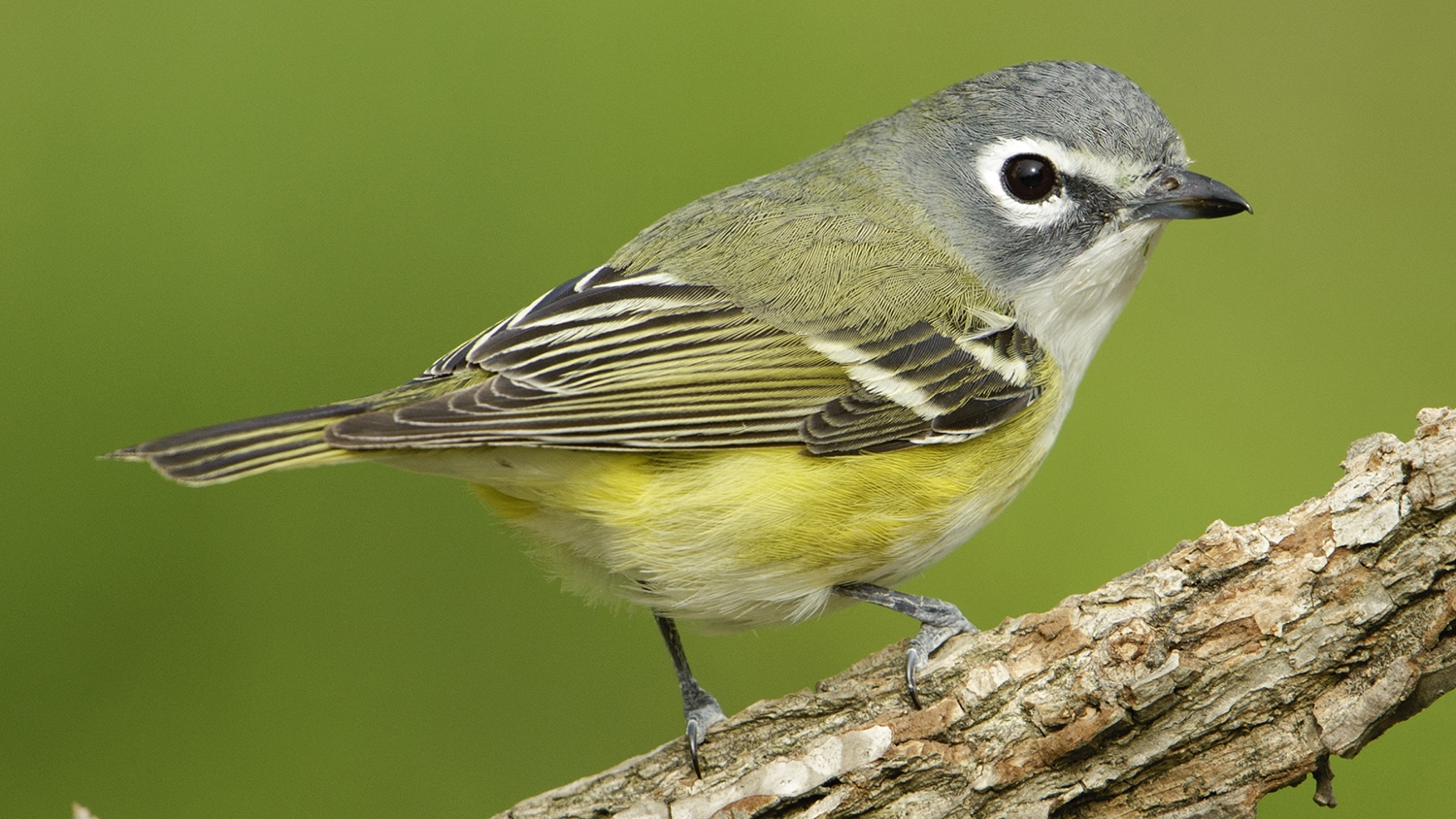 blue-headed vireo (Vireo solitarius) Photo © Brian Tang