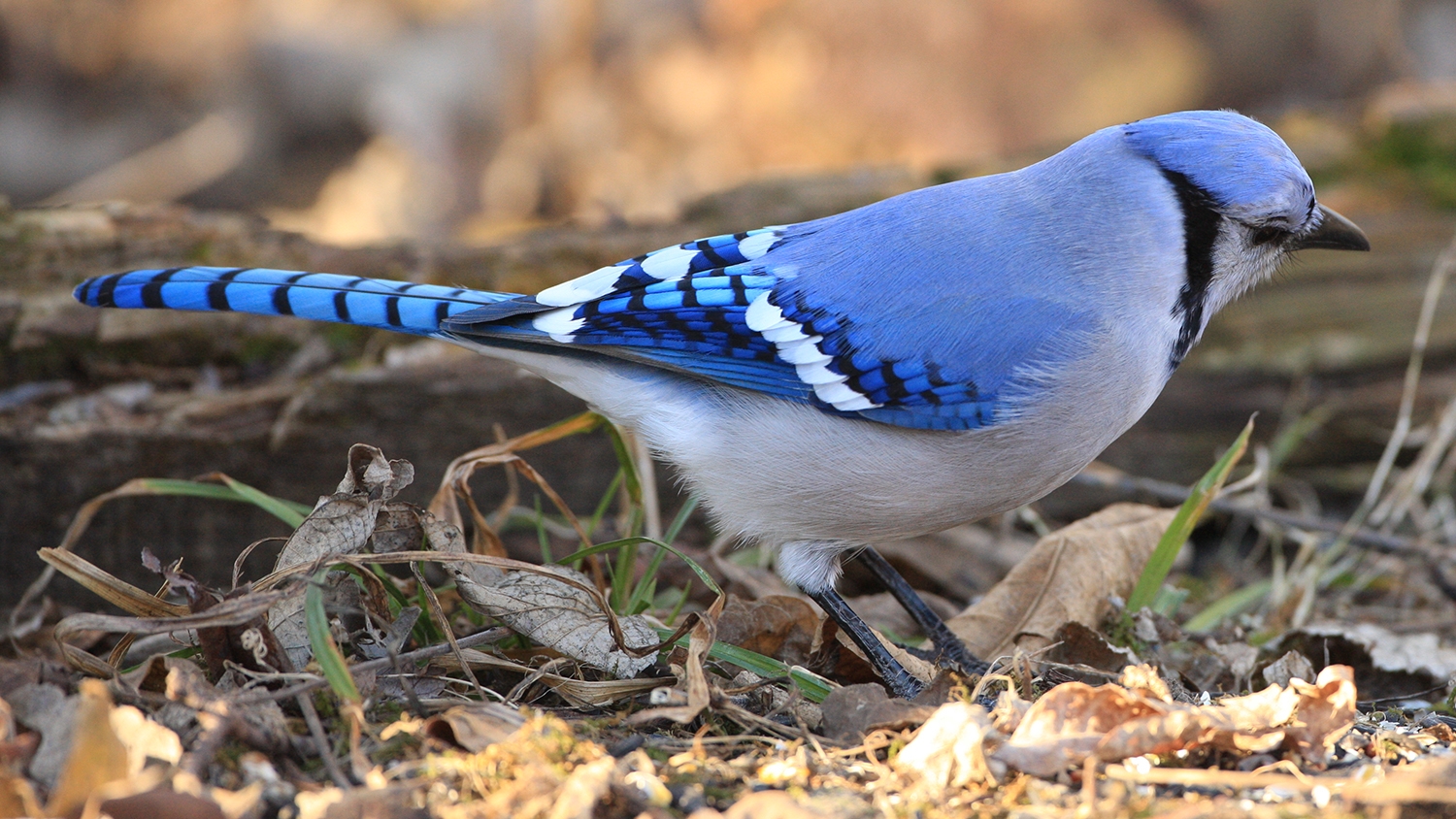 blue jay (Cyanocitta cristata) Photo © Illinois Department of Natural Resources