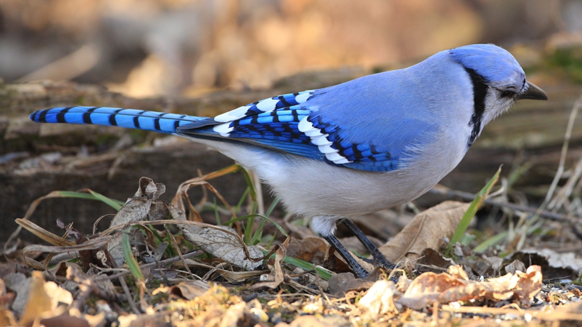 Mysterious Migration of Blue Jays