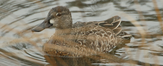 blue-winged teal (Spatula discors) [female] Photo © Illinois Department of Natural Resources