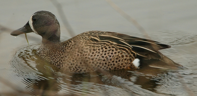 blue-winged teal (Spatula discors) [male] Photo © Illinois Department of Natural Resources