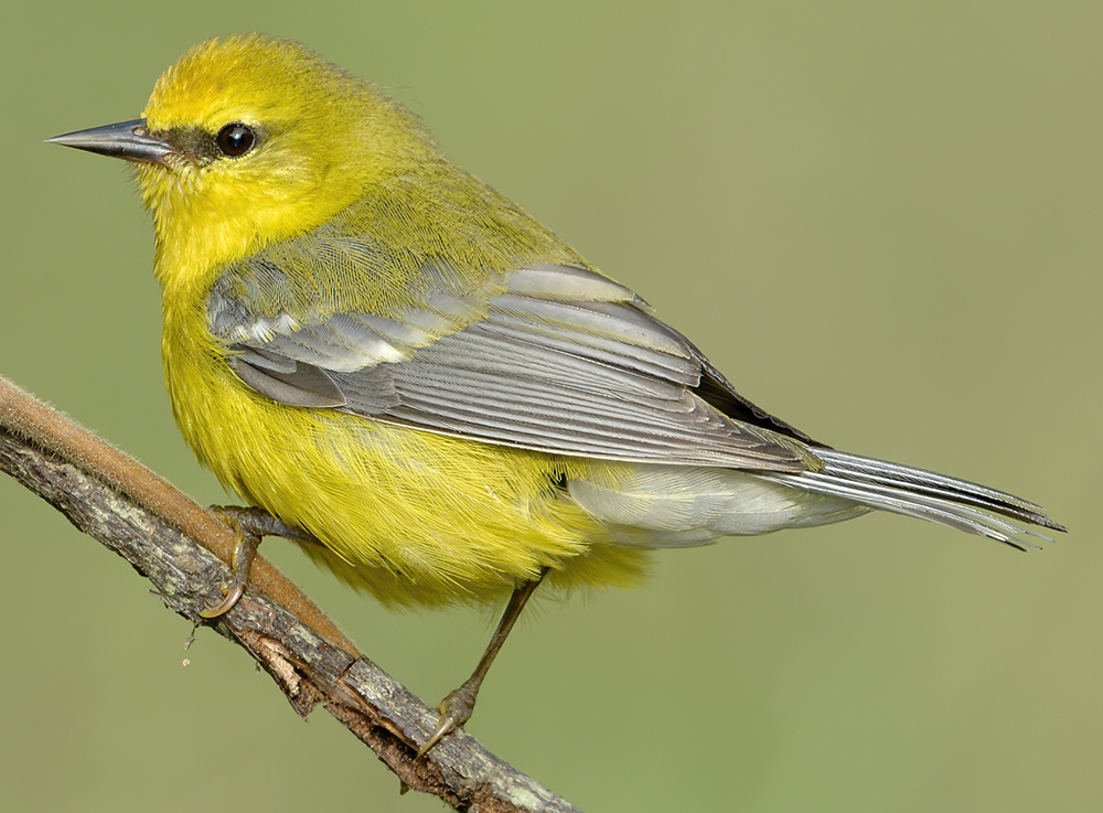 blue-winged warbler (Vermivora cyanoptera) [female]