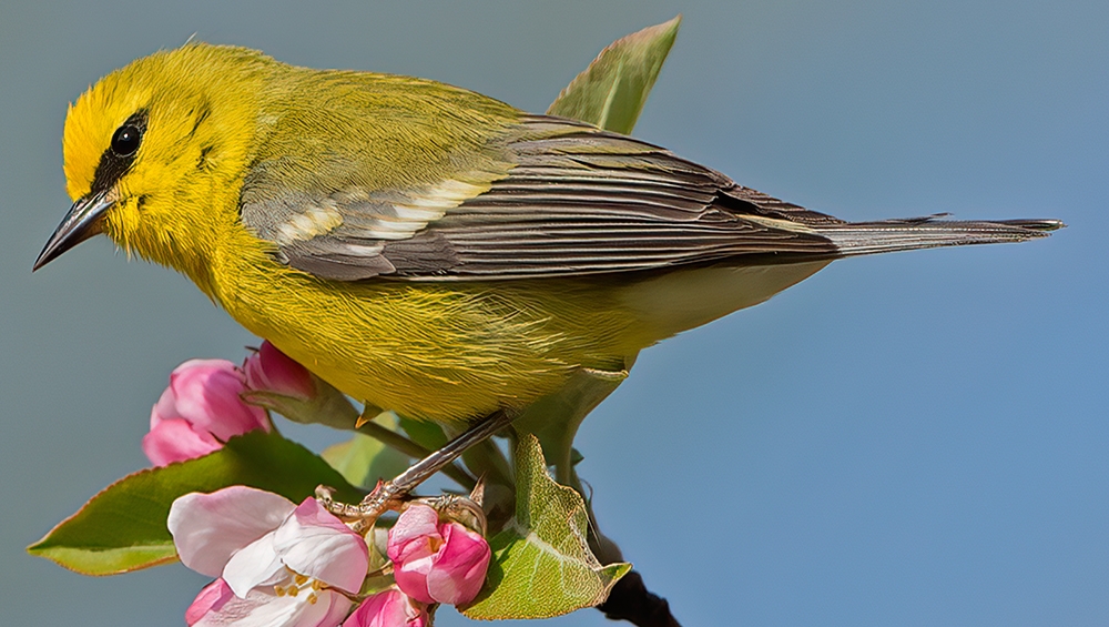 blue-winged warbler (Vermivora cyanoptera) [male]