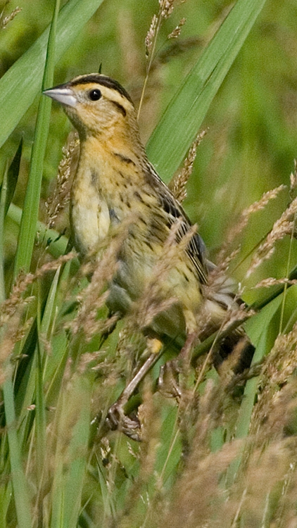 bobolink (Dolichonyx oryzivorus) [female] Photo © Mary Kay Rubey