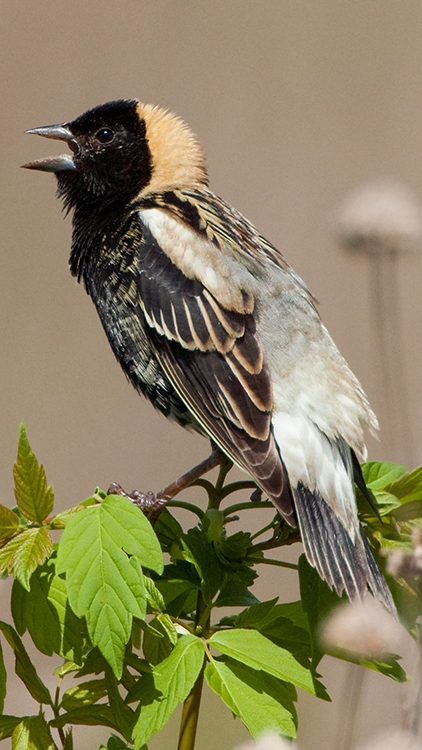 bobolink (Dolichonyx oryzivorus) [male] Photo © Mary Kay Rubey