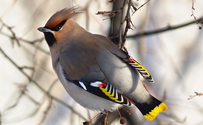 WABBohemianWaxwing-P5.jpeg