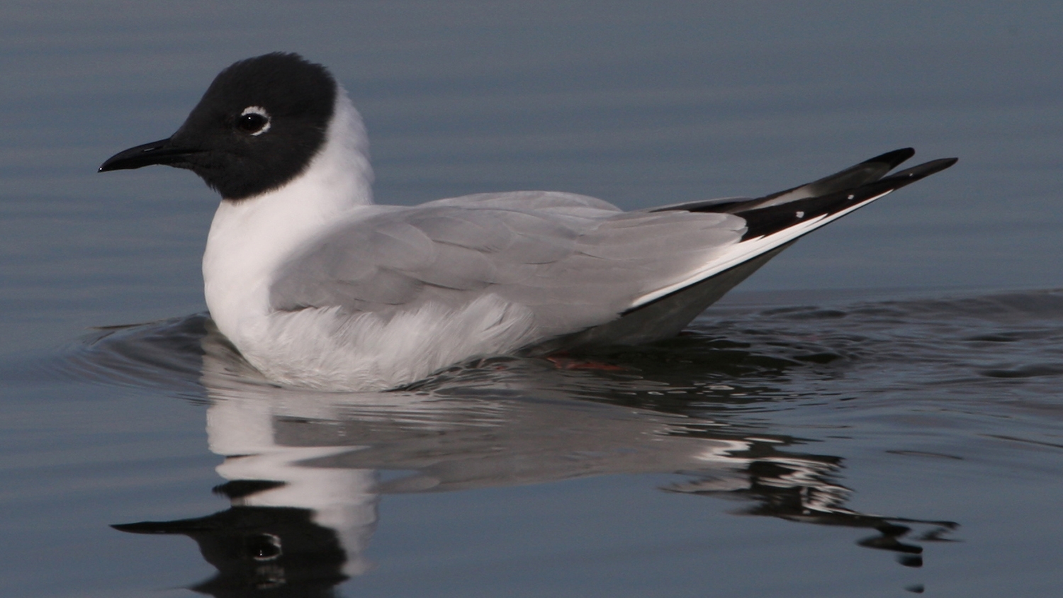 WABBonapartesGull-BT.jpg