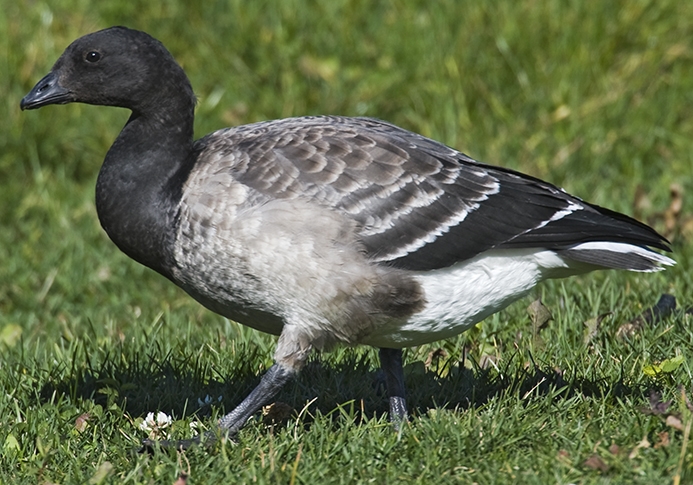 brant (Branta bernicla) Photo © Rob Curtis, The Early Birder