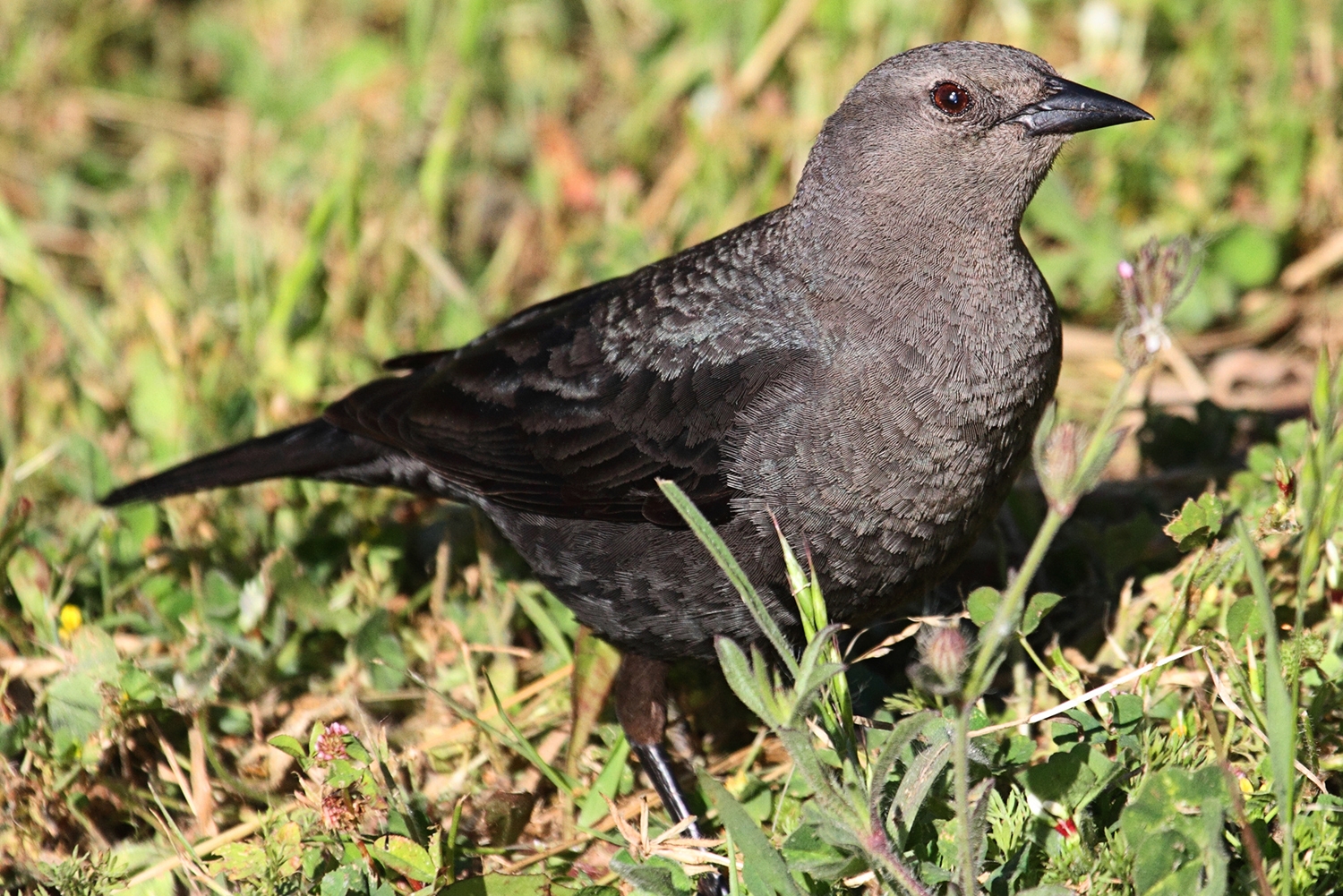 Female Brewers Blackbird (Euphagus cyanocephalus) on the ground