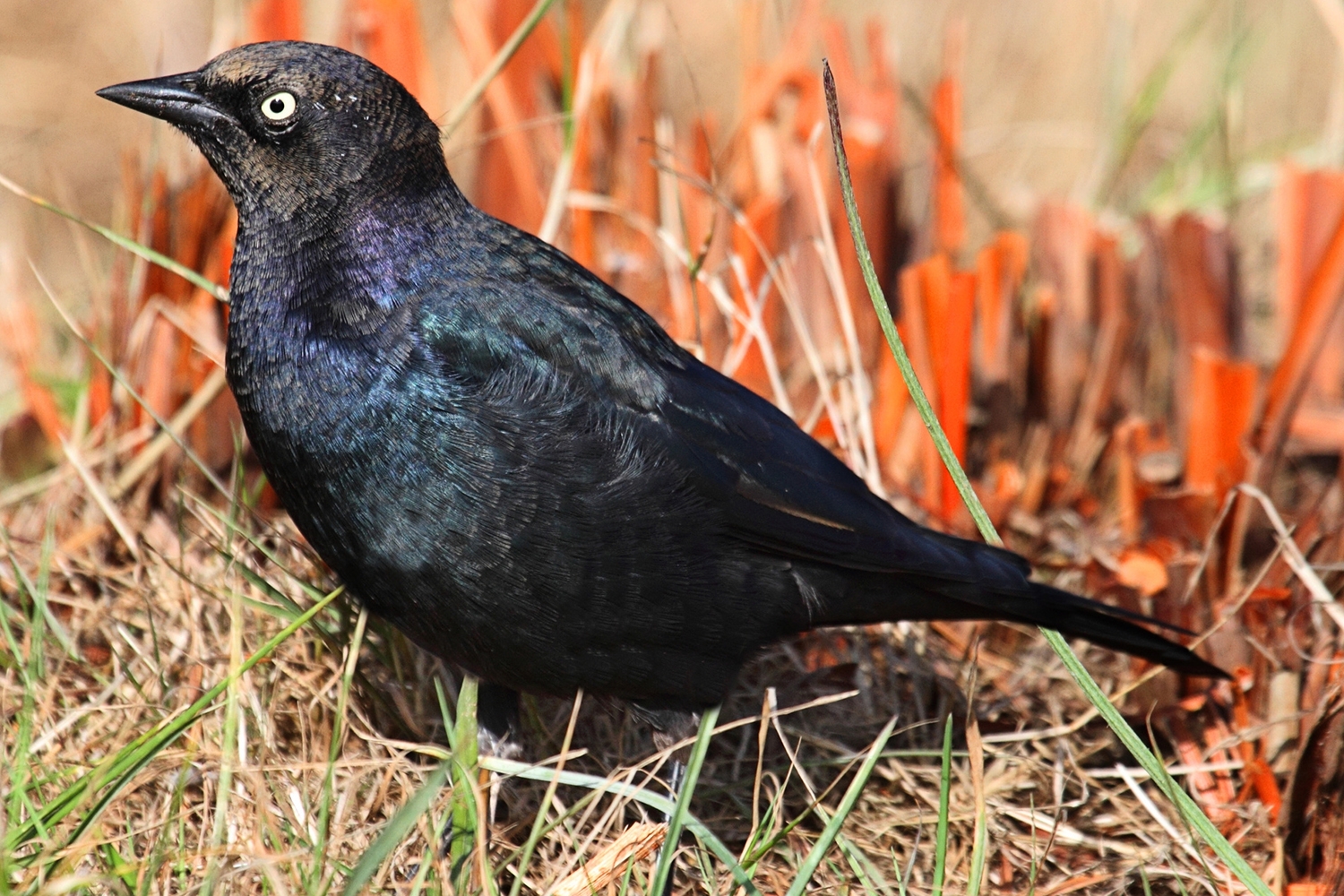 Male Brewers Blackbird (Euphagus cyanocephalus) on the ground
