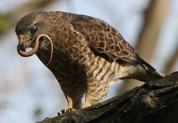 WABBroadwingedHawk.jpg