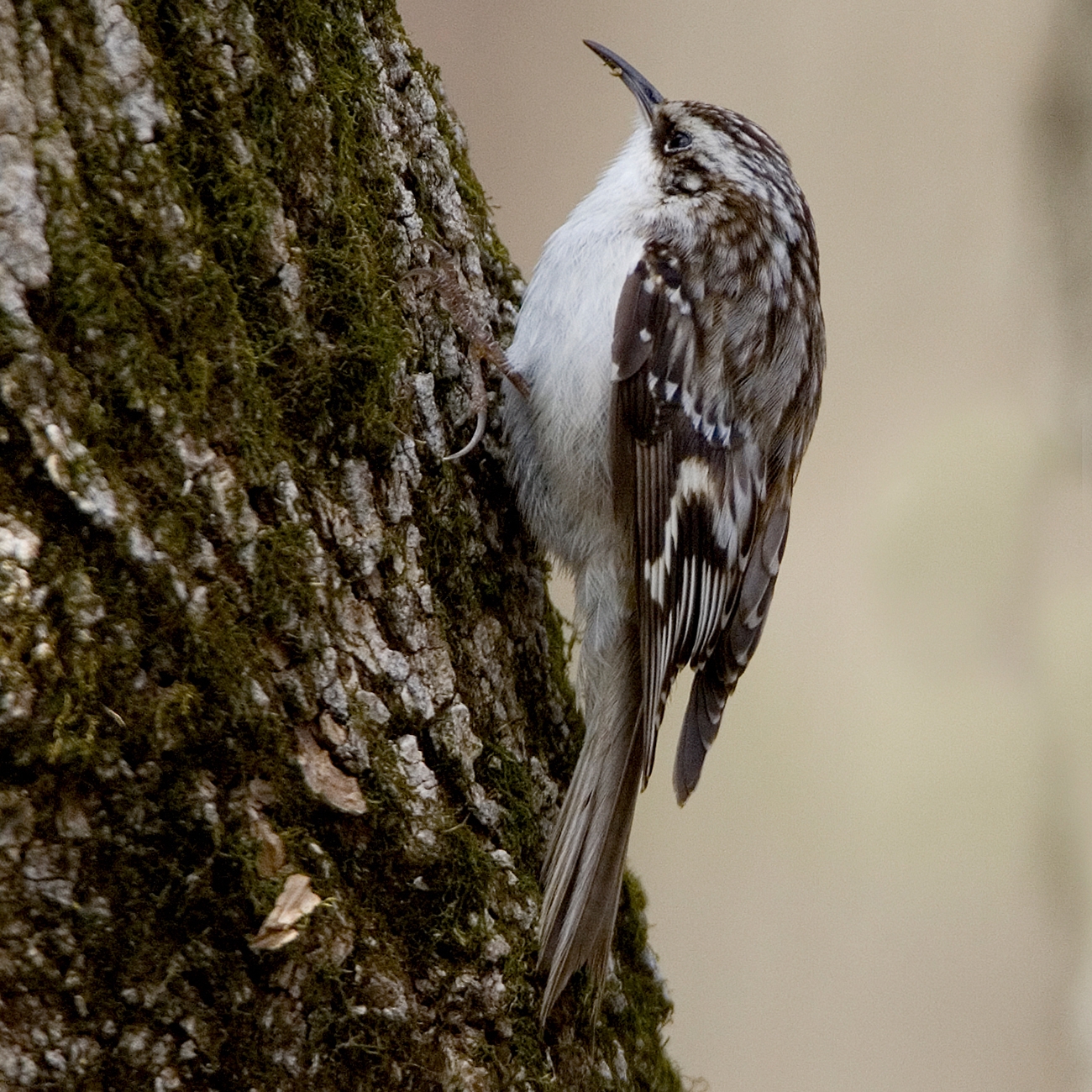 WABBrownCreeper-MKR.jpg