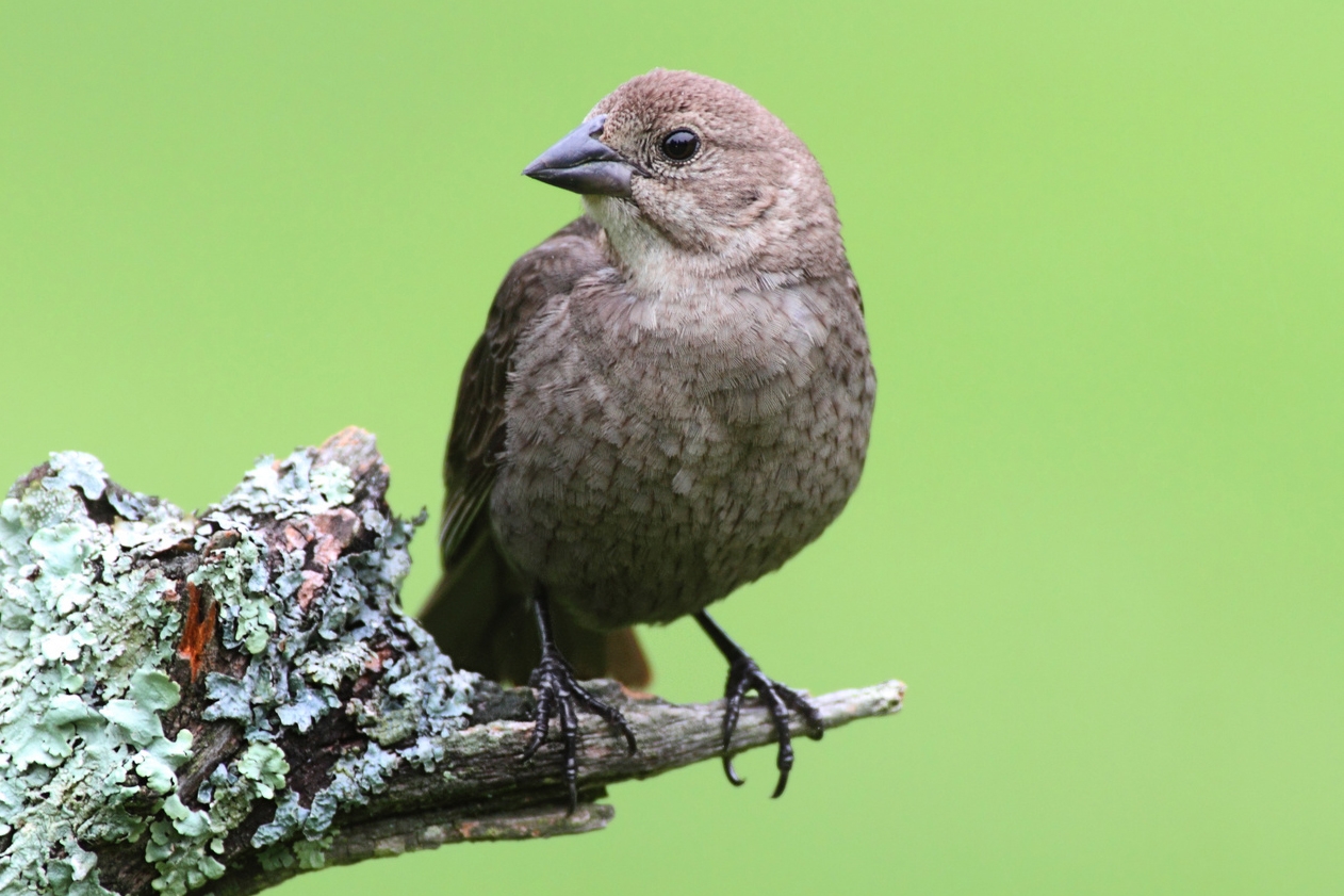 Female Brown-headed Cowbird (Molothrus ater)