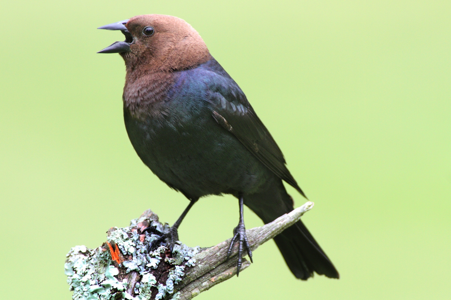 Male Brown-headed Cowbird (Molothrus ater) on a perch with a green background