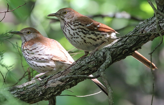 brown thrasher pair