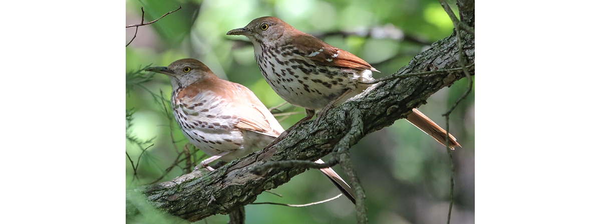 Rust Red Feathers