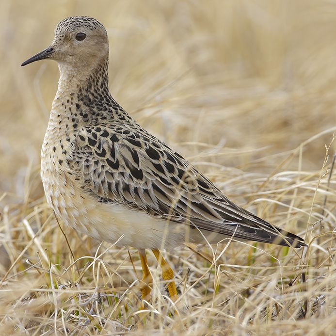 WABBuffbreastedSandpiper-BS