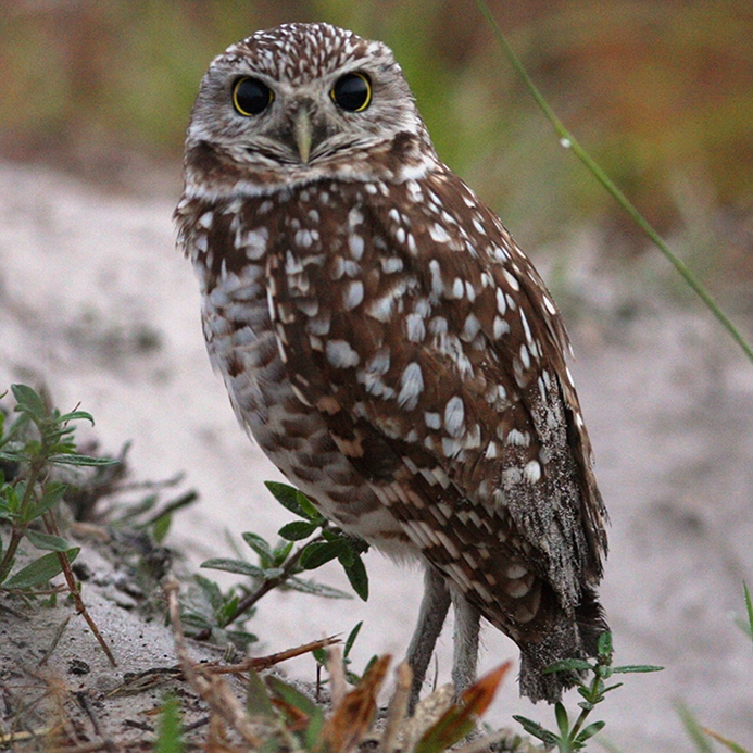 WABBurrowingOwl-BT.jpg