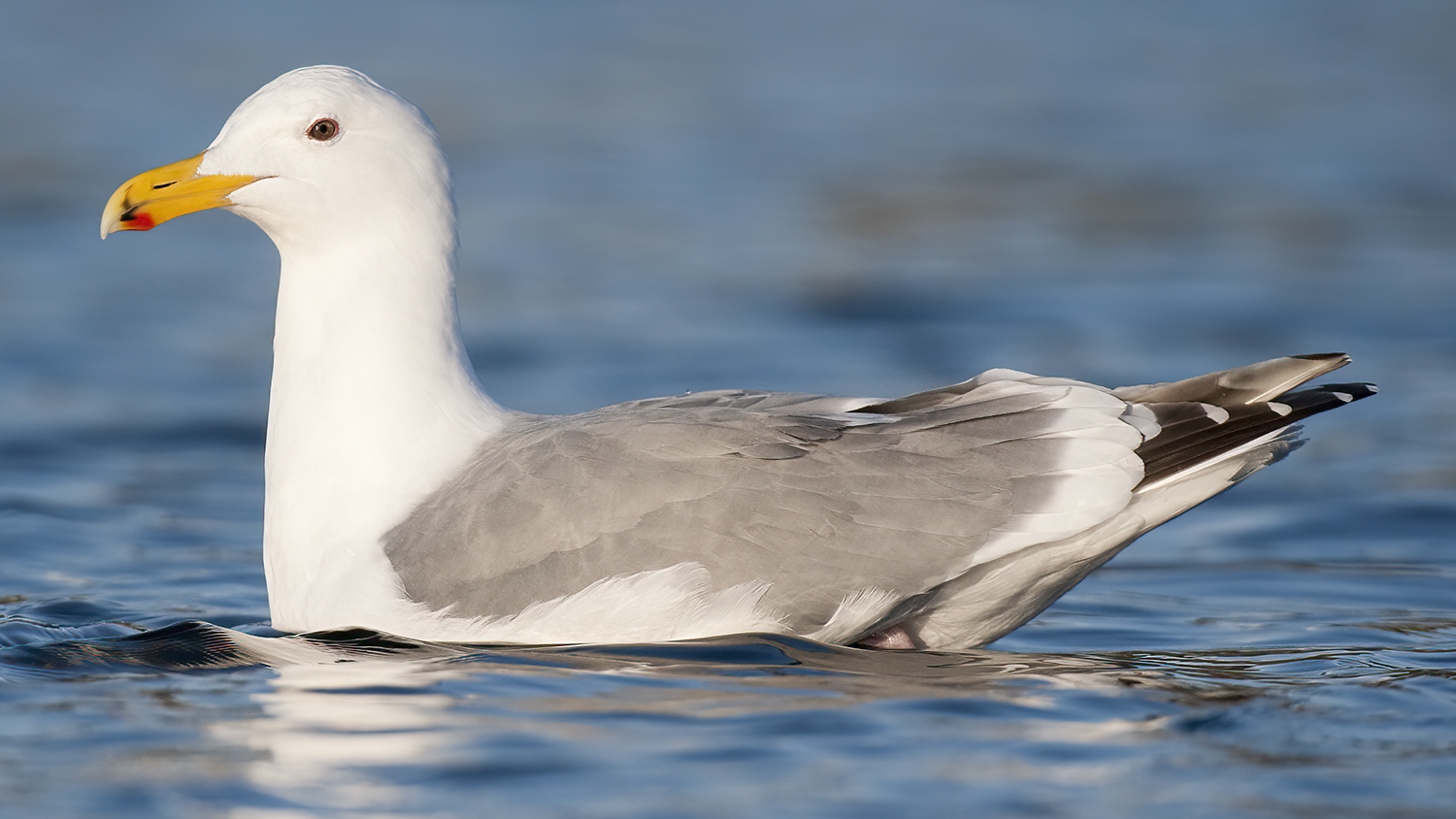 California gull on water