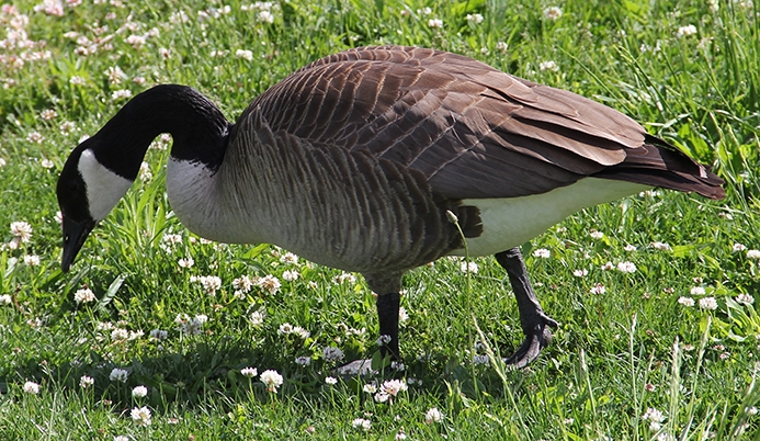 WABCanadaGoose-JB.JPG