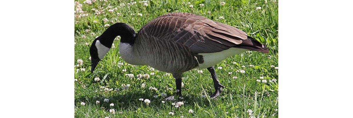 Canada goose outlet bird eating