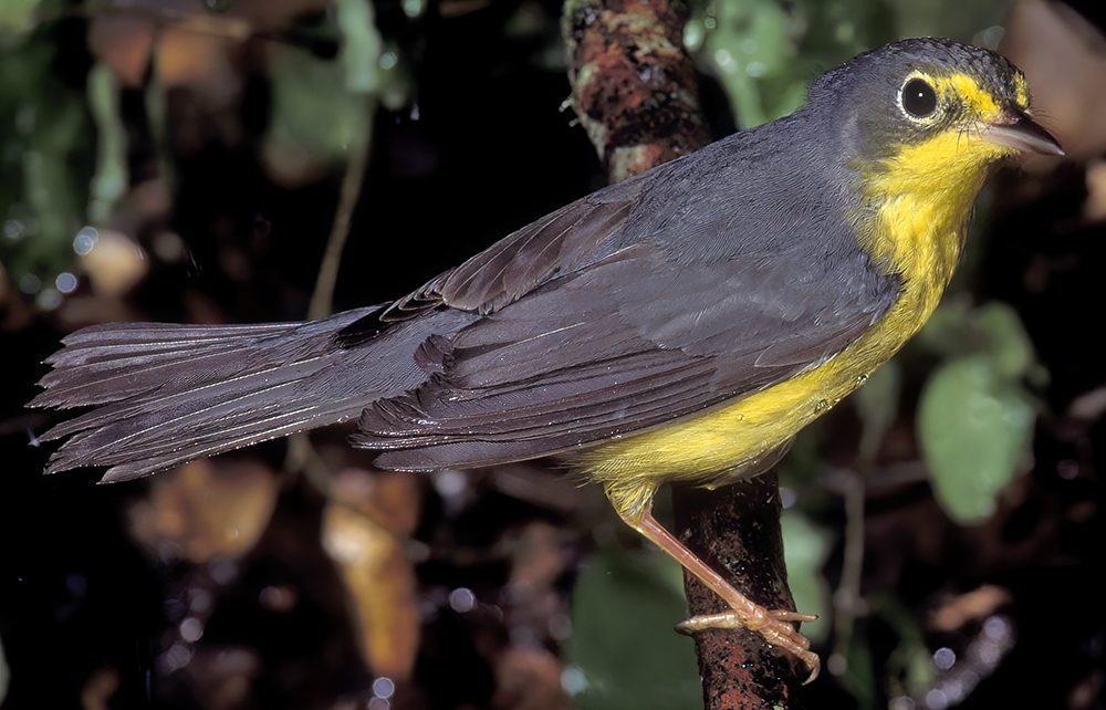 Canada warbler (Cardellina canadensis) [female]