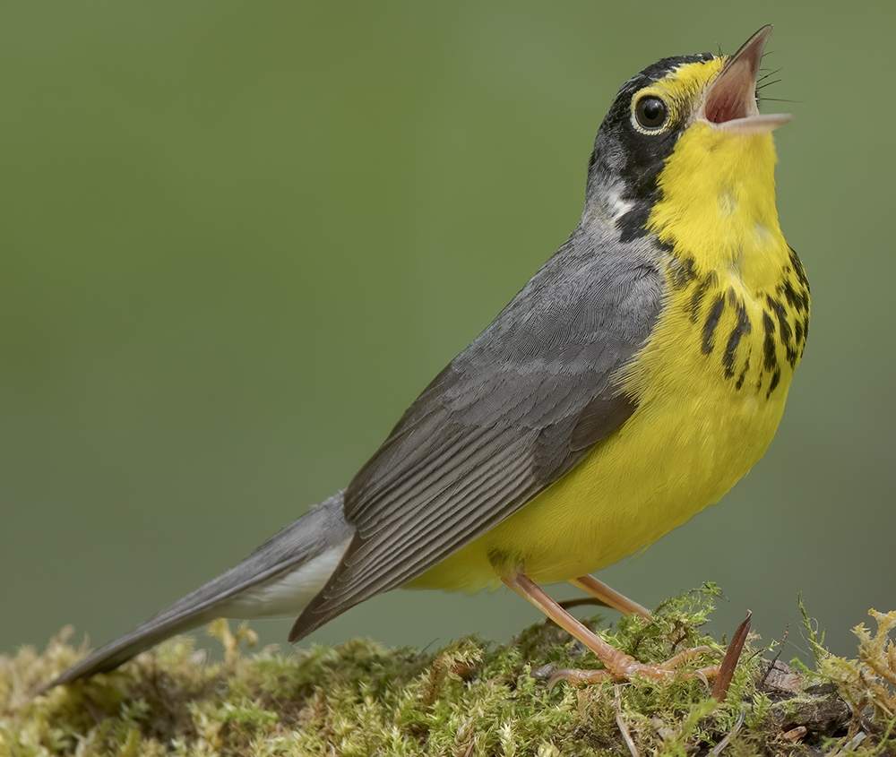 Canada warbler (Cardellina canadensis) [male]