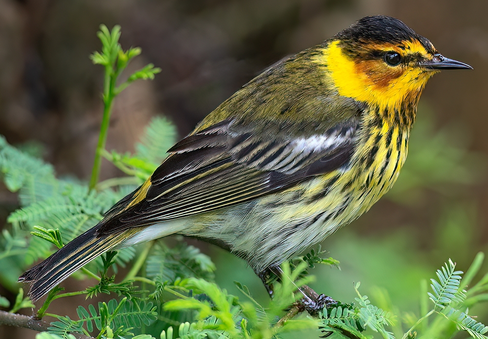 Cape May warbler (Setophaga tigrina) Photo © Rob Curtis/The Early Birder