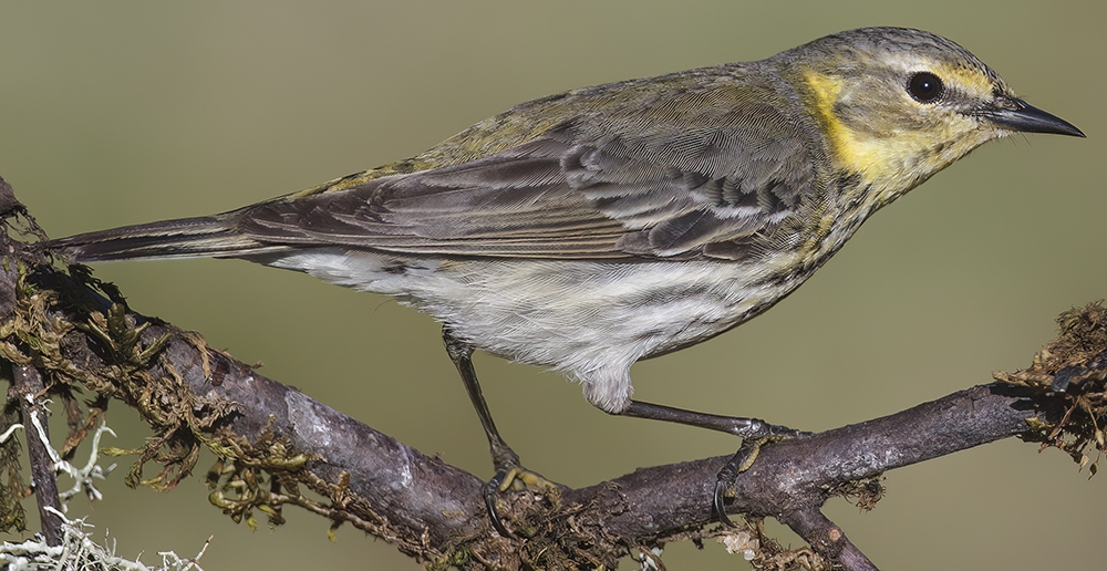 Cape May warbler (Setophaga tigrina) [female]