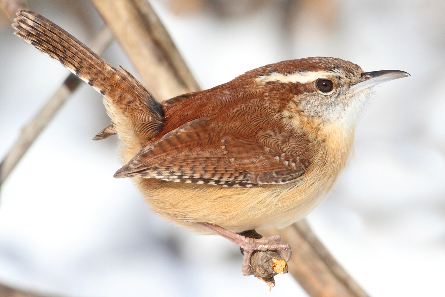 Carolina Wren on a perch with snow falling