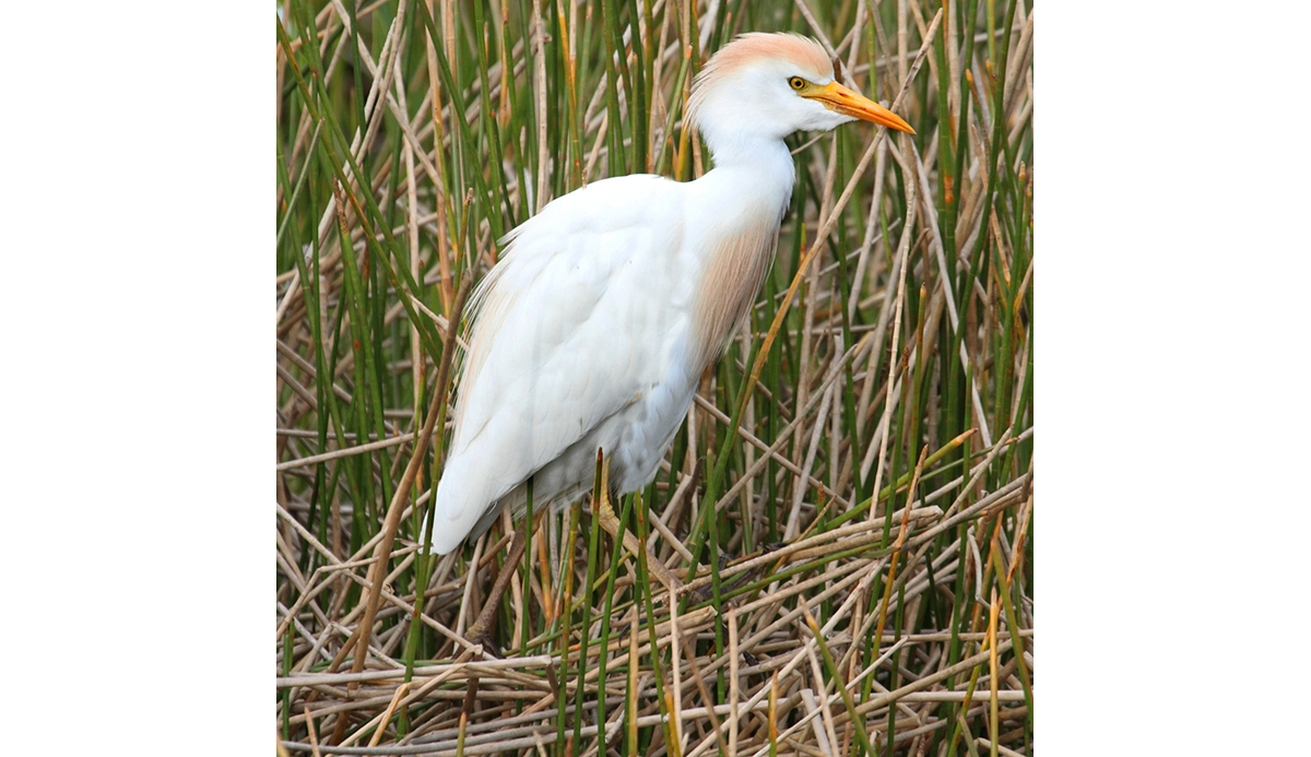 cattle egret