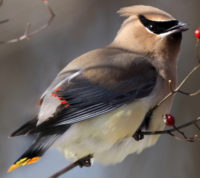 WABCedarWaxwing.jpg