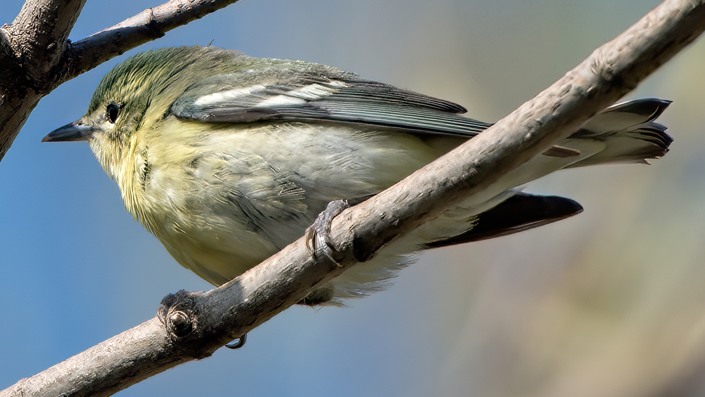 Setophaga cerulea  CERULEAN WARBLER